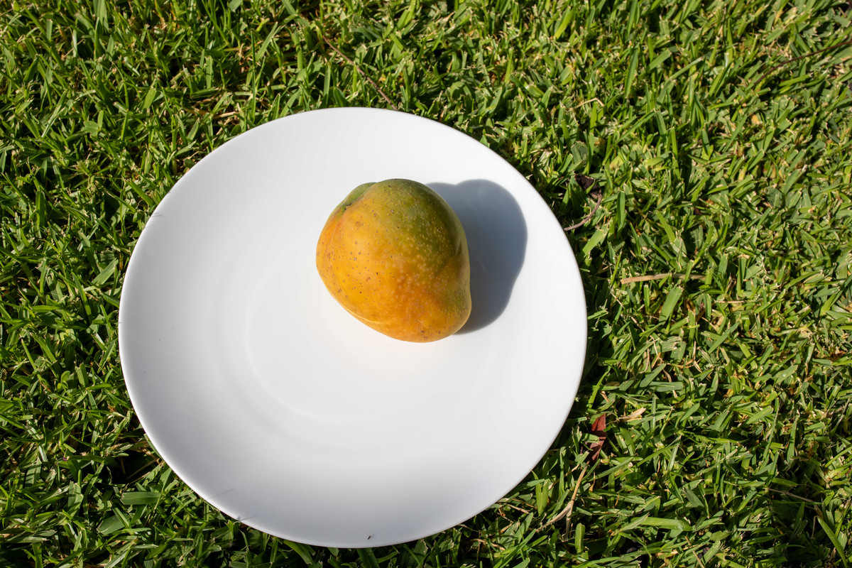 8U1A6454  Seacrest Mango Just Harvested (9-9-2025)