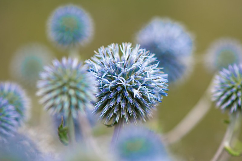 blue-blossom.jpg