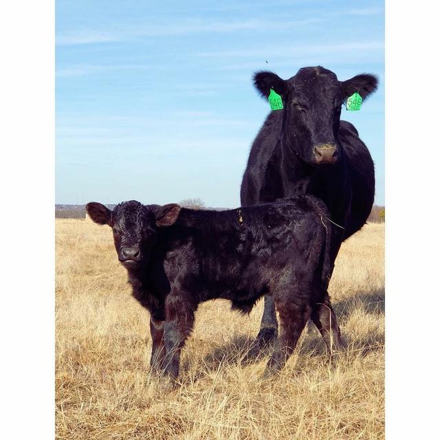 Angus 546