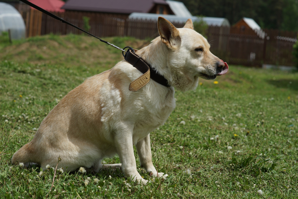 БорисовСобачка (6)