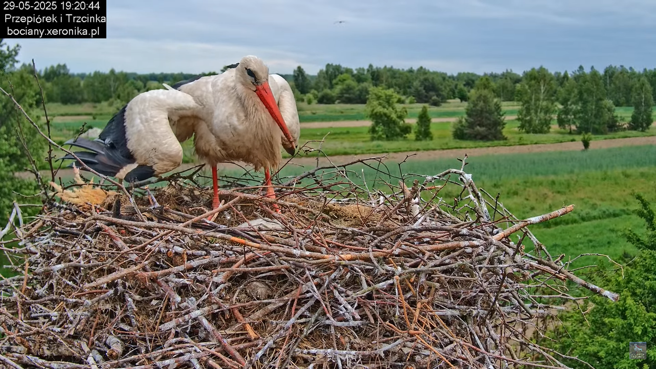 29052025bociany33