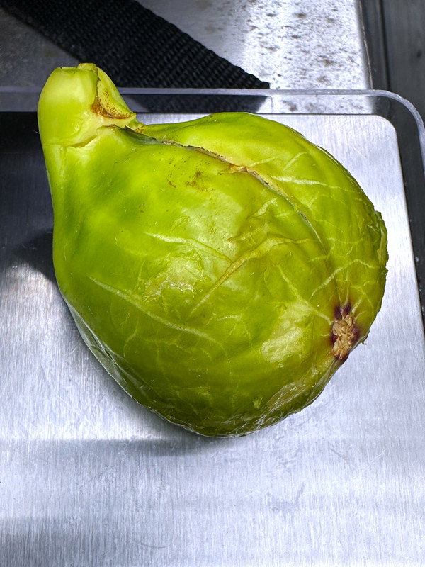 figs-67.jpg