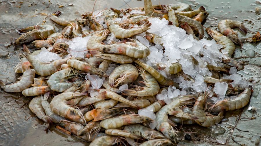 udang segar atau tidak (3)