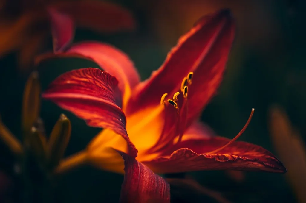 red-flower-8155370-1280.webp