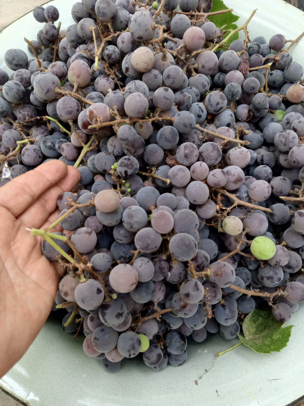 IMG_20250901_075725_427