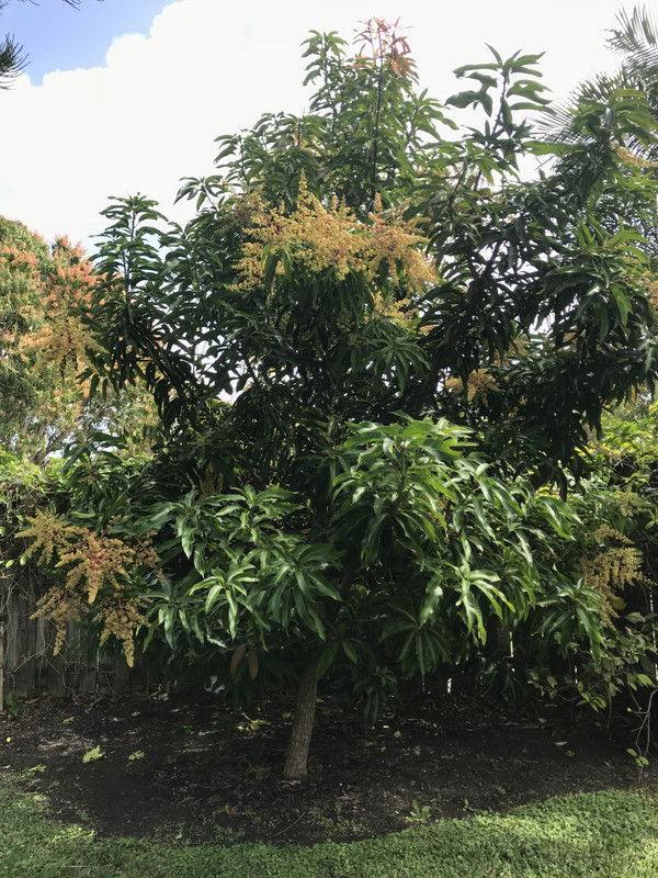 GlennMangoBloom22018