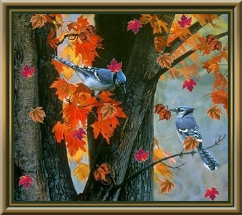 Bird-Blue-Jays-Fall