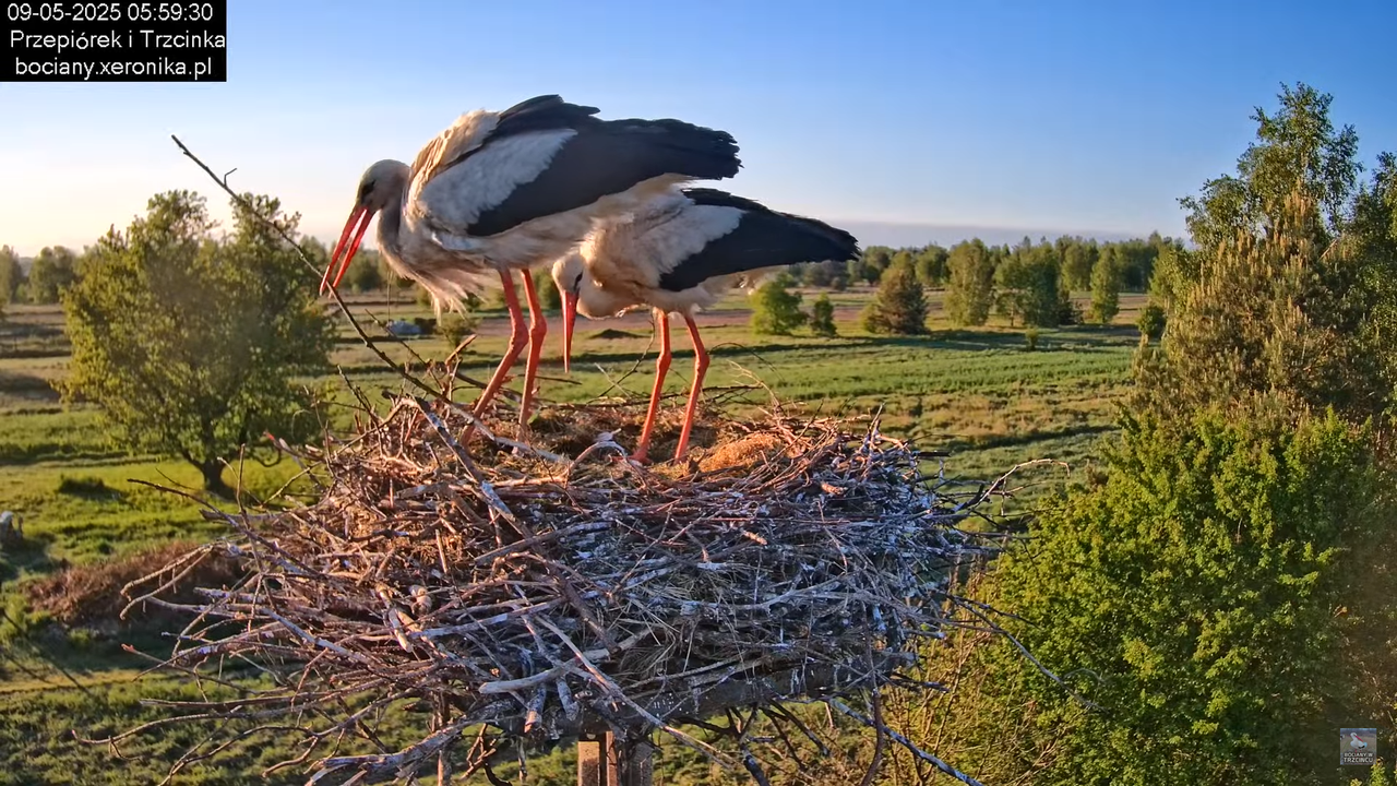 09052025bociany9
