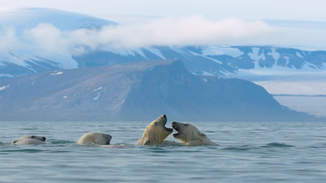 Bear Witness 2022 1080p WEB DL AAC x264 BluBeast