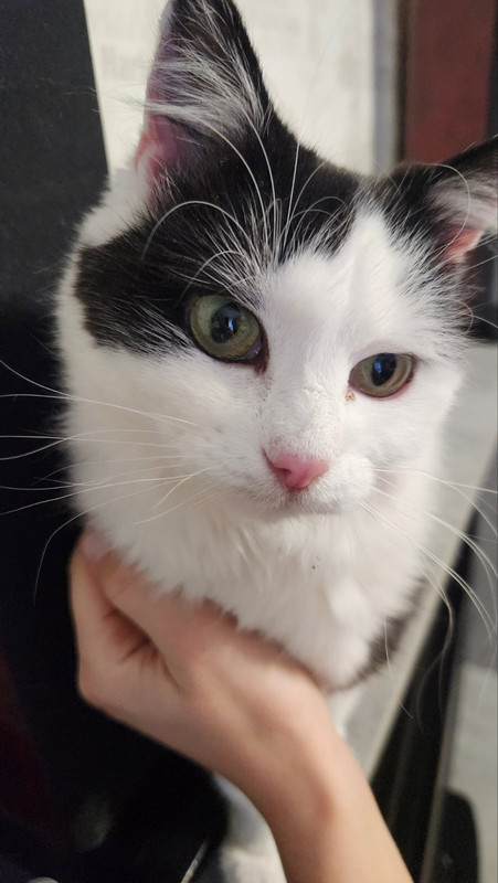 IMG-7cf65b5a8112d81dc54ab32dd36d17f6-V