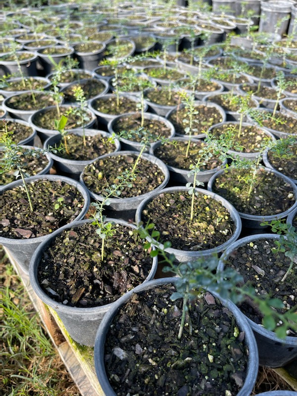 Australian-Finger-Lime2