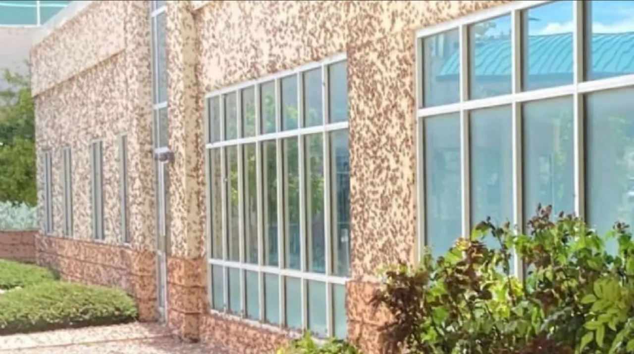 Grillos caníbales en Nevada aterrorizan a los vecindarios