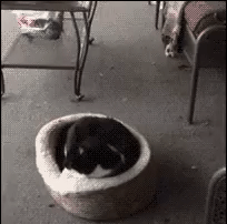 daily-gifdump-3406-22.gif