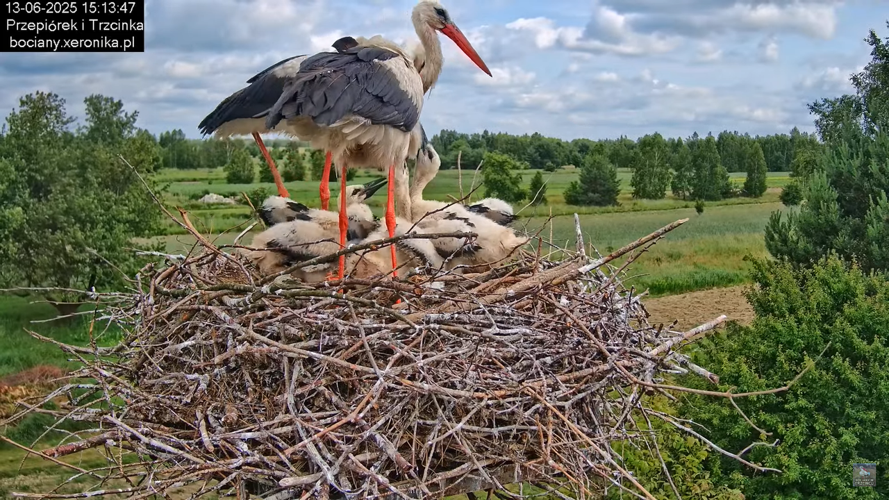 13062025bociany38