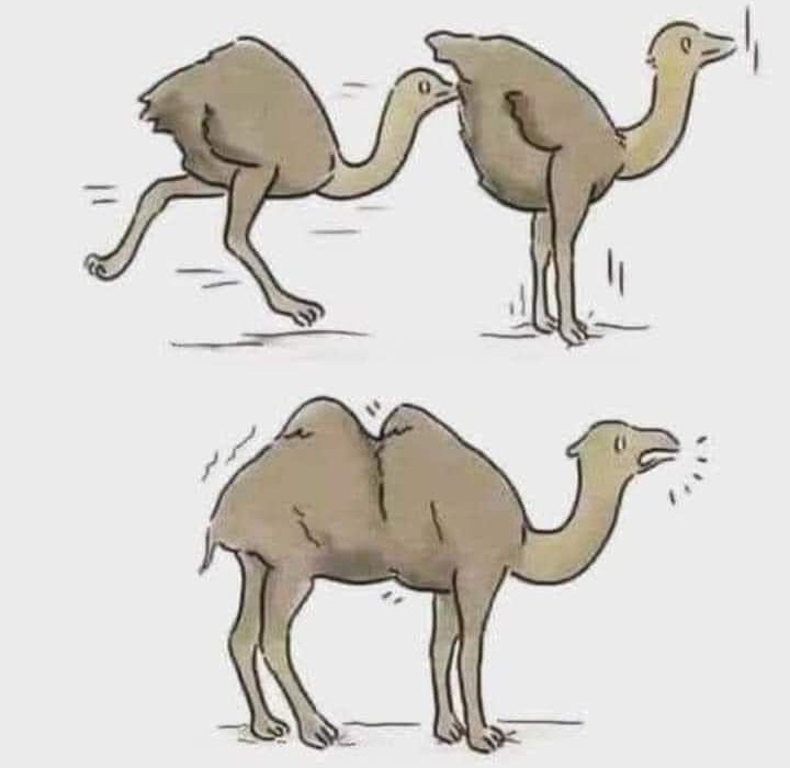 Camel.jpg