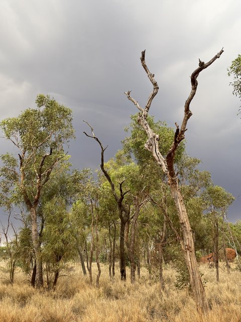 Recorriendo la base del Uluru - El abrazo a Pearl (10)