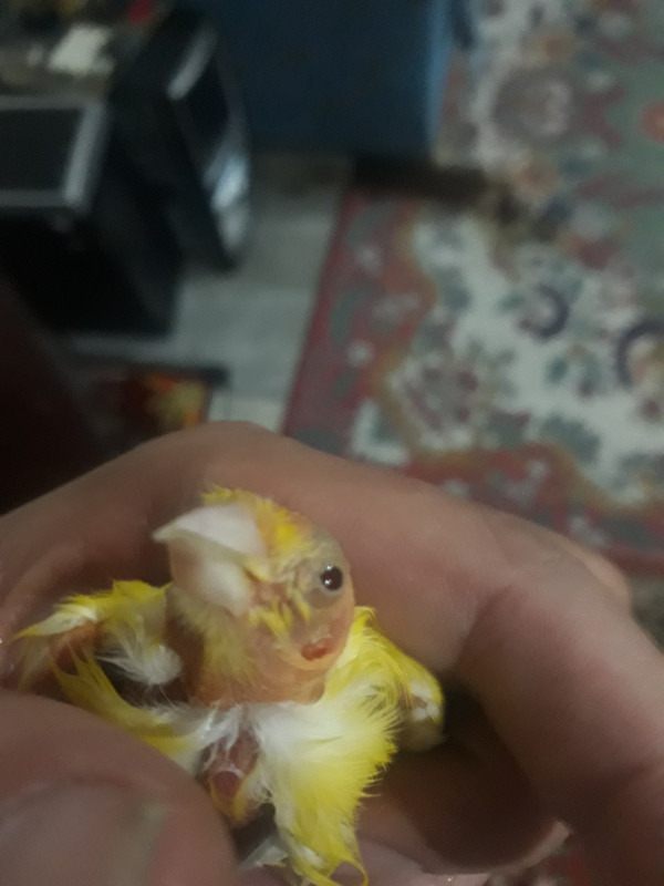 ٢?١٨?٥١٢_?٤٤٧٥٥