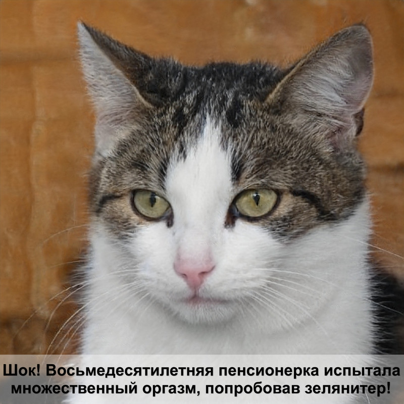 сомалийская кошка фото