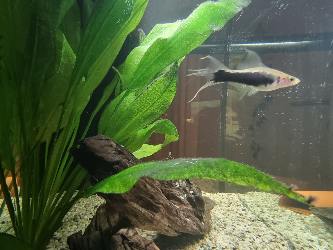 fisk