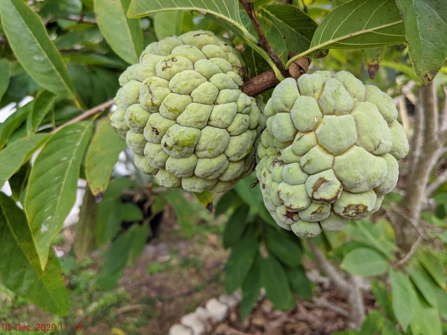 [Image: PXL-20201205-161858724.jpg]