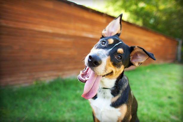 Airtight Dog Food Container