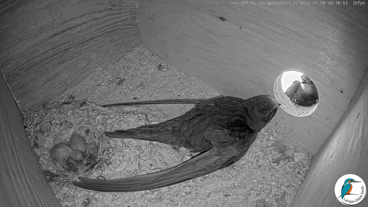 Svīre (Apus apus) Cēsu pils - LDF tiešraide _ Būris 9-59-2 screenshot