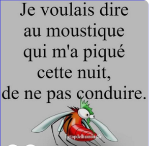 moustique 1