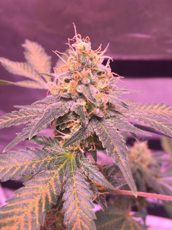 42CF1C36-1386-4C12-A67B-BC9409E8B9D8