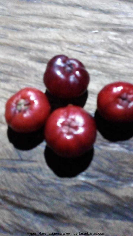 Huertasurbanas_com-55ea1bd6-1398-4594-be81-8fcb29ce2d4c.jpeg-20220519_121455Hyper_Rare_Eugenia