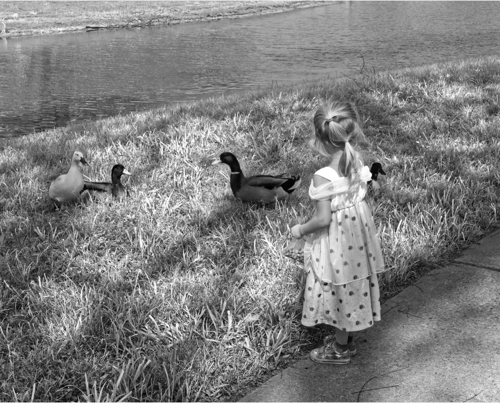 blacknwhite-feeding-ducks-dis.jpg