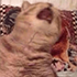 https://i.postimg.cc/tTc6fbkH/63446.png