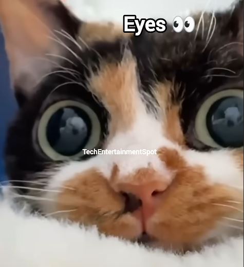 Ojos.jpg