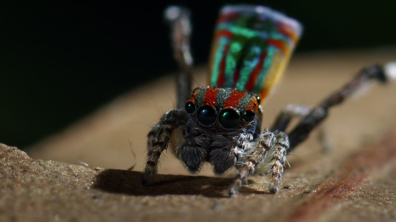 Life Story (2014) - S01E01 - First Steps (1080p BluRay x265 Sile