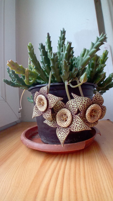 449474831_10228861692624506_8540361281642336324_n