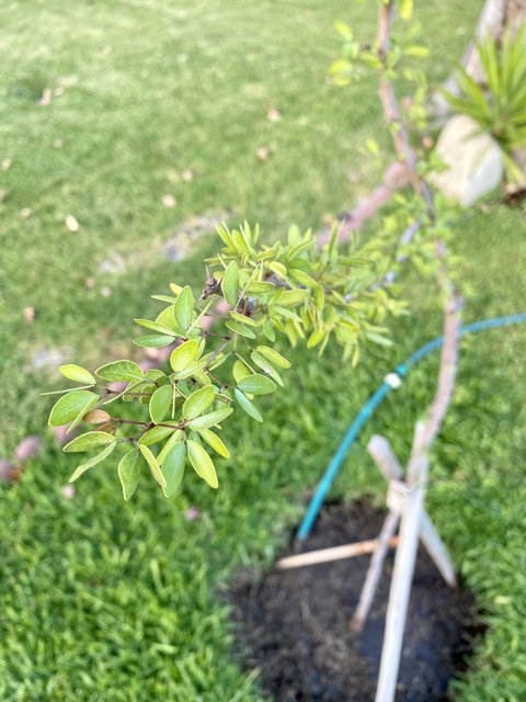 [Image: 4016-F110-9-BF5-4351-B8-E8-2-B5673-F8-AED2.jpg]