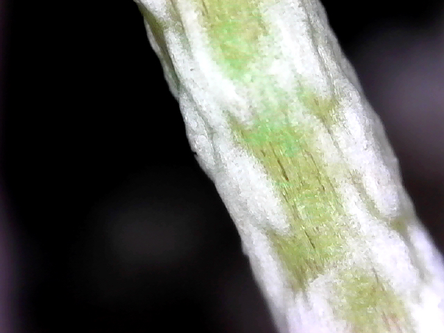 Moringa stem 1