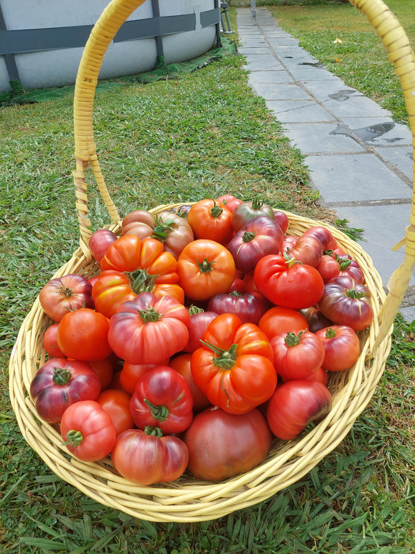 tomates 2 jpg