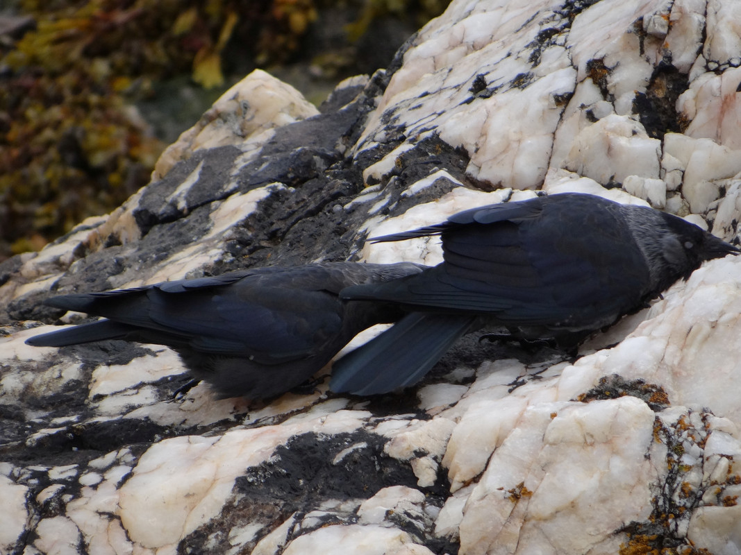 JACKDAW 53 060924