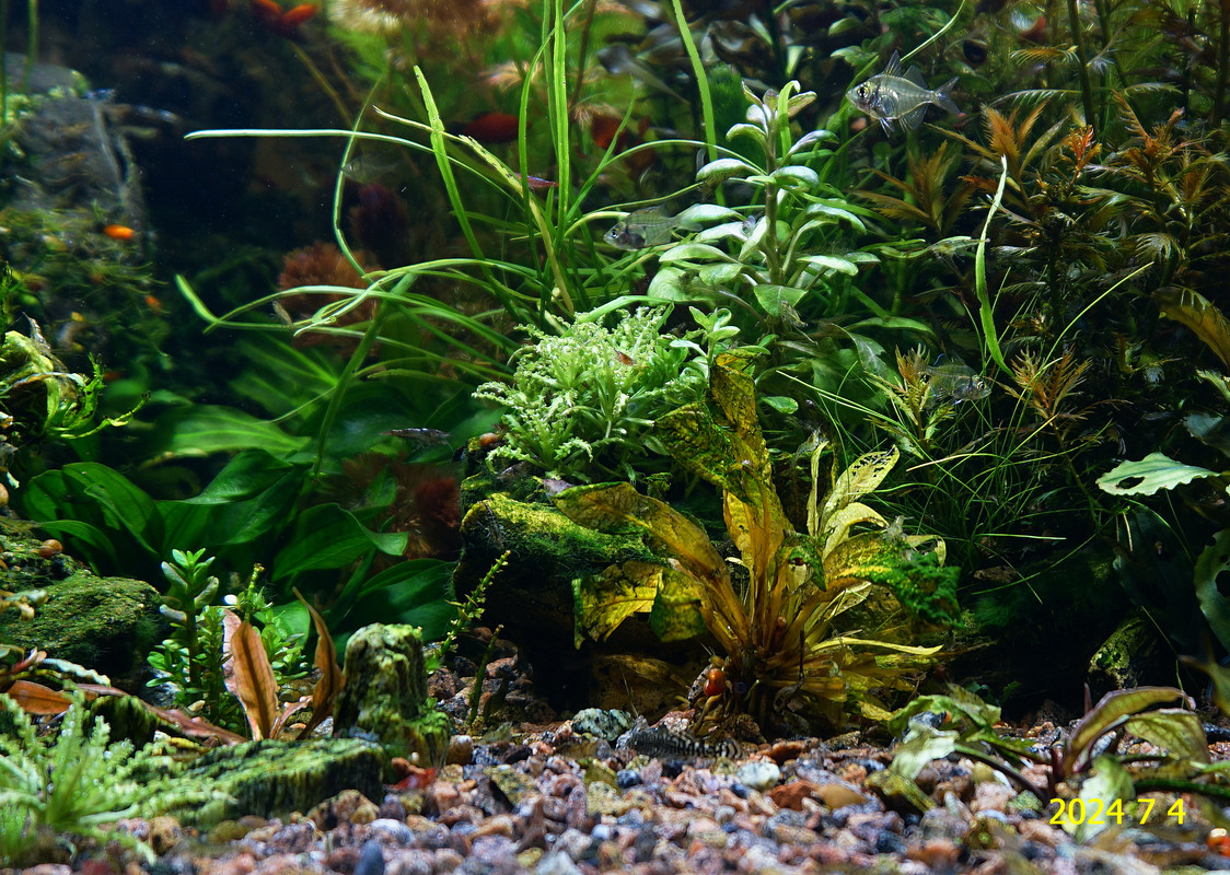 тропика DSC06283