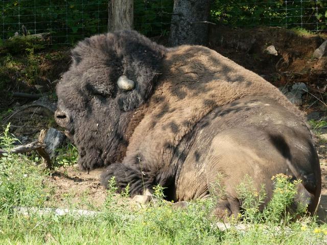 Sucrerie de la Montagne y Parc Omega - DOS SEMANAS EN EL ESTE DE CANADÁ (ONTARIO Y QUÉBEC) (20)