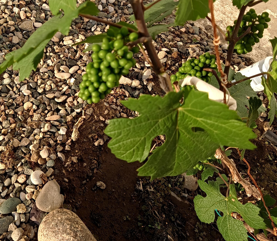 Пино Нуар_20240612_183324