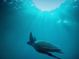 KOH TAO: PLANETA MARAVILLOSO - Blogs de Tailandia - PRÓLOGO, LLEGADA Y PRIMERA TOMA DE CONTACTO (2)