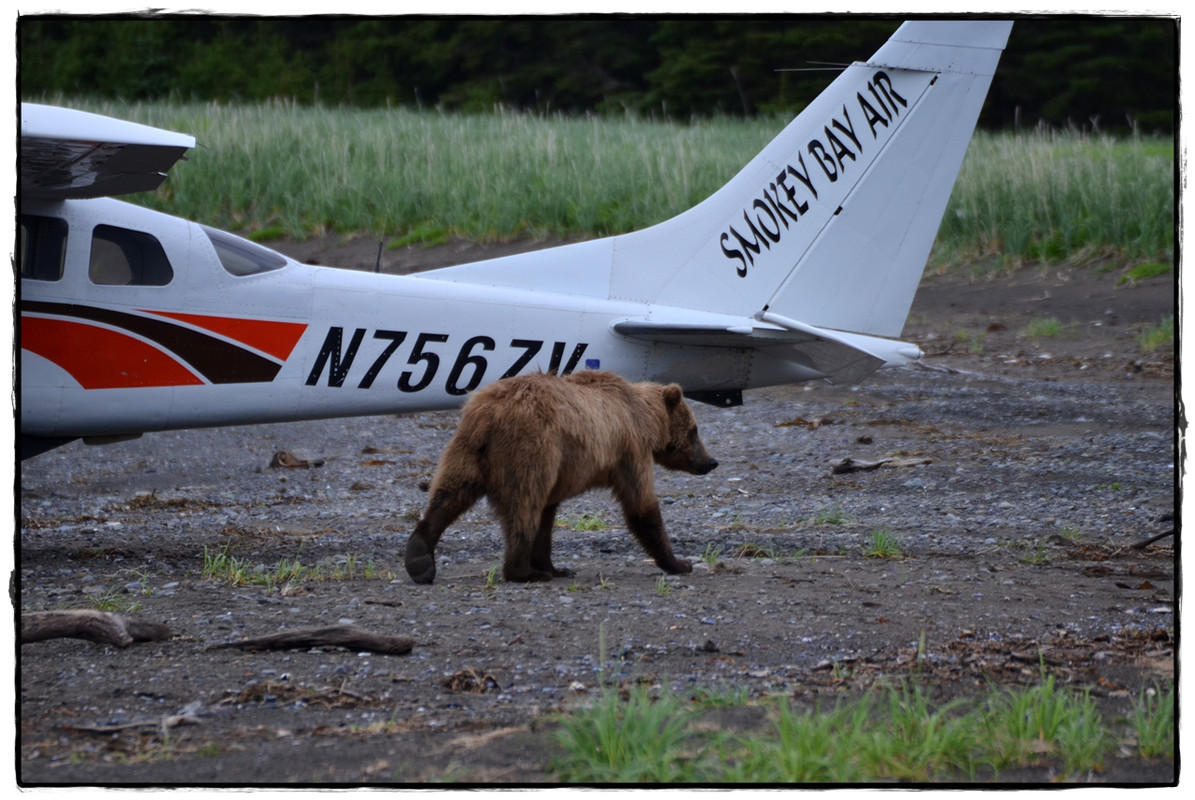 19 de junio. Osos a porrón en Lake Clark National Park - Alaska por tierra, mar y aire (10)