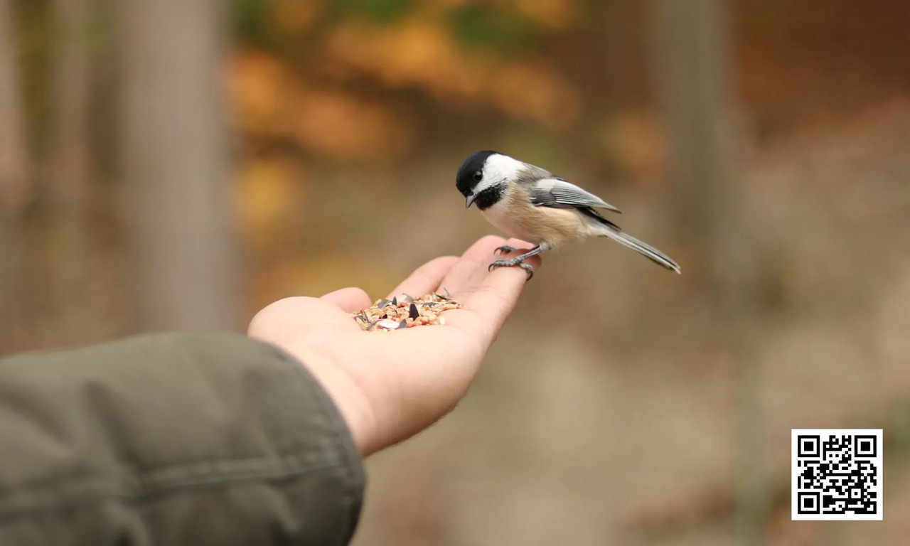 Wild Bird Guide to Choosing the Right Bird Feeder