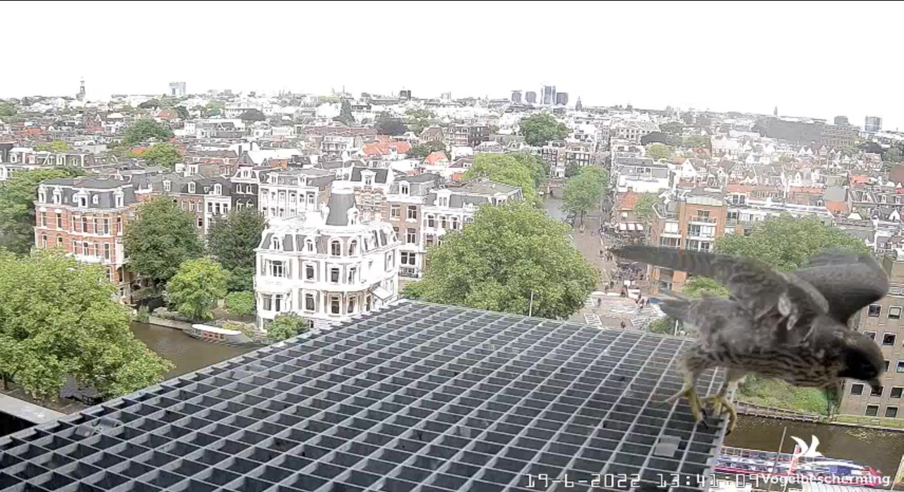 Amsterdam/Rijksmuseum screenshots © Beleef de Lente/Vogelbescherming Nederland - Pagina 29 Video-2022-06-19-134216-Moment-5