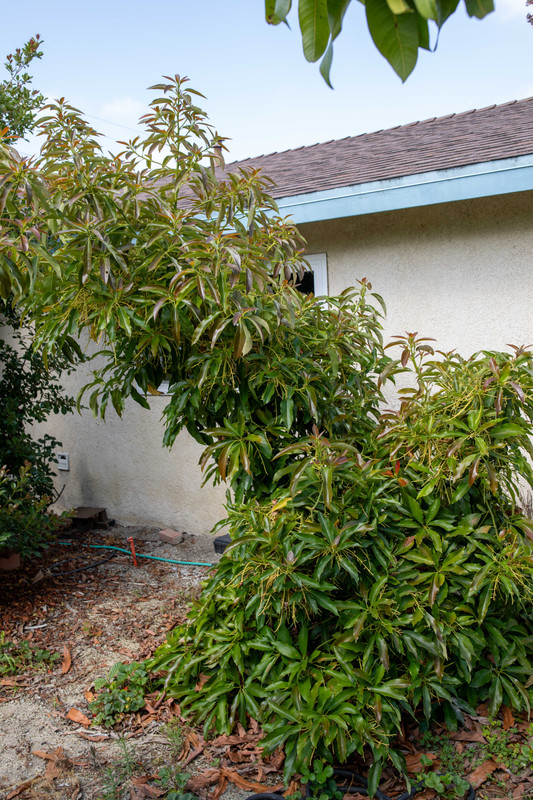 8U1A2188  Reed Avocado Tree with New Growth (6-17-2024)