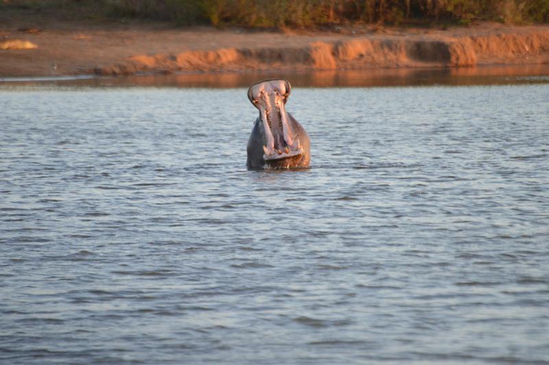 DÍA 10: KRUGER (Lower Sabie) - Sudáfrica y Seychelles 2018 - Una Honeymoon llena de vida (30)