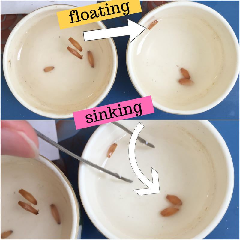 floating-sinking-adenium-seeds.jpg