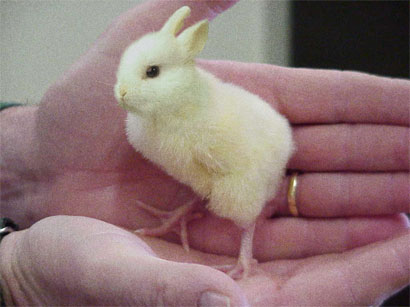 chicken-bunny.jpg