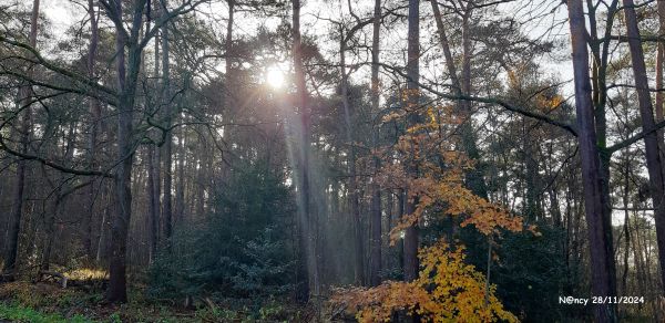 bos-in-novembefr